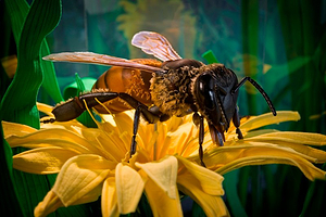 Arataki Honey - Visitor Centre