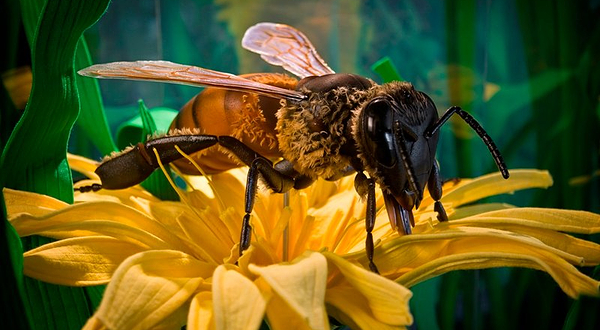 Arataki Honey - Visitor Centre
