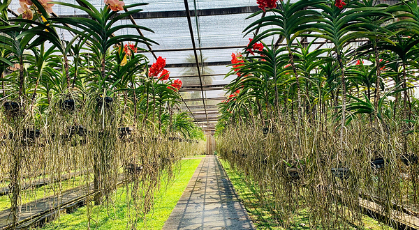 Sai Nam Phung兰花园