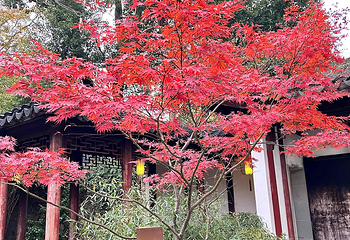 天平山第 51 张图片