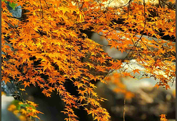 中山公园第 15 张图片