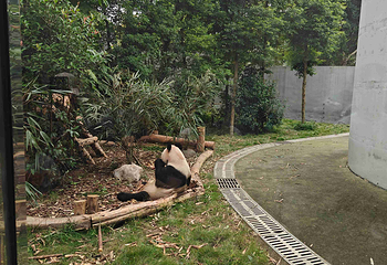 成都大熊猫繁育研究基地第 743 张图片