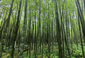 茶山竹海第 13 张图片