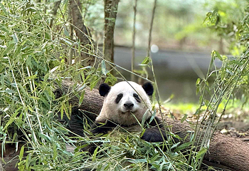 成都大熊猫繁育研究基地第 199 张图片