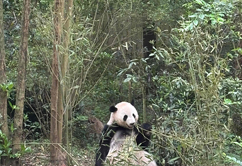 成都大熊猫繁育研究基地第 485 张图片