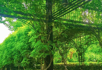 复兴公园第 58 张图片