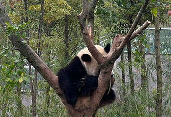 成都大熊猫繁育研究基地第 407 张图片