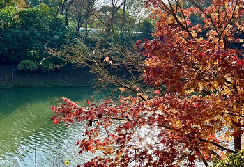 上海海湾国家森林公园第 43 张图片