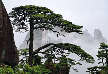 黄山风景区第 130 张图片