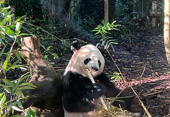 成都大熊猫繁育研究基地第 356 张图片
