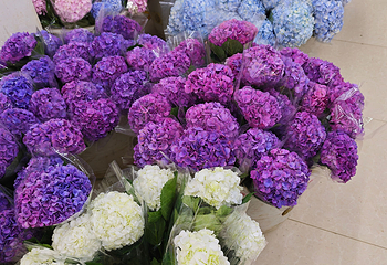 昆明斗南花卉市场第 21 张图片