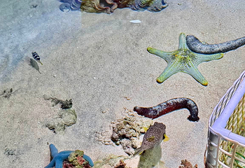 冲绳美丽海水族馆第 210 张图片