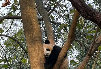 成都大熊猫繁育研究基地第 561 张图片
