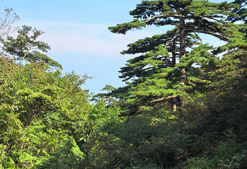 黄山风景区第 324 张图片