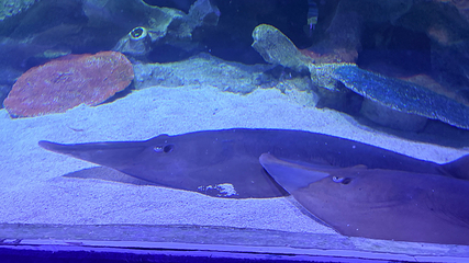 吉隆坡城中城水族馆第 98 张图片