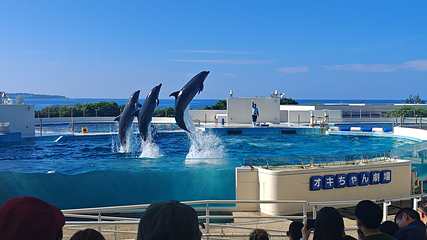 冲绳美丽海水族馆第 29 张图片