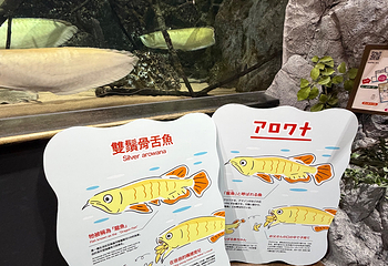 DMM Kariyushi水族馆第 17 张图片
