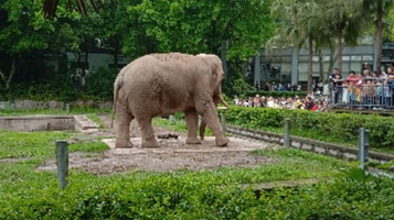 重庆动物园-大象馆