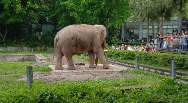 重庆动物园-大象馆