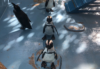 松江花鳥園第 17 张图片