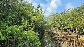 Tourism Rung Sac Can Gio