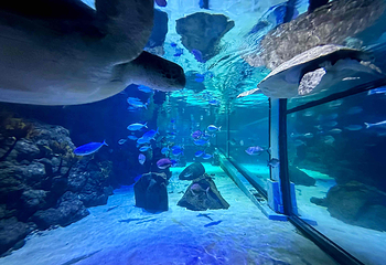 墨尔本水族馆第 46 张图片