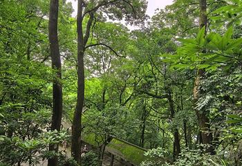 歌乐山国家森林公园第 42 张图片
