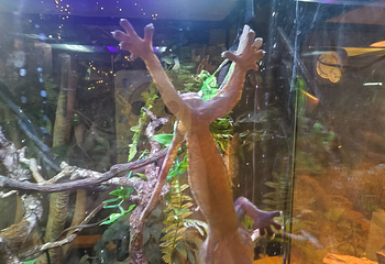 DMM Kariyushi水族馆第 14 张图片
