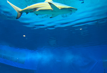 冲绳美丽海水族馆第 82 张图片