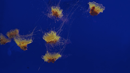 上海海洋水族馆第 219 张图片