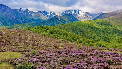 白马雪山第 16 张图片