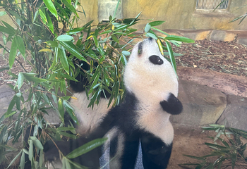 成都大熊猫繁育研究基地第 559 张图片