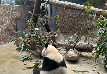成都大熊猫繁育研究基地第 503 张图片