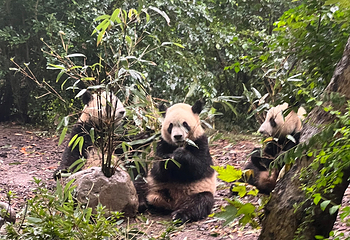 成都大熊猫繁育研究基地第 415 张图片