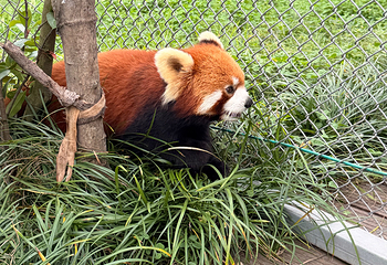 成都大熊猫繁育研究基地第 488 张图片