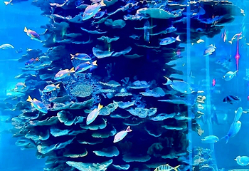 泉城欧乐堡海洋极地世界第 54 张图片