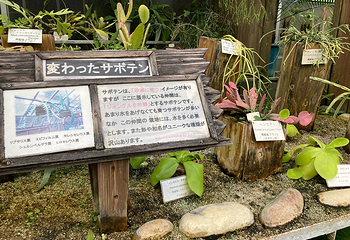 热川香蕉鳄鱼园第 5 张图片