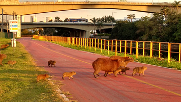 Ciclovia Rio Pinheiros