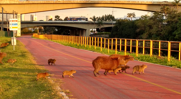 Ciclovia Rio Pinheiros