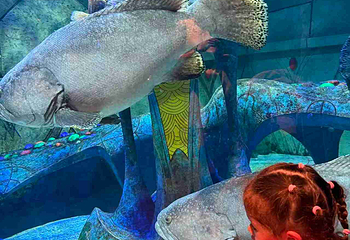 三亚亚特兰蒂斯失落的空间水族馆第 147 张图片