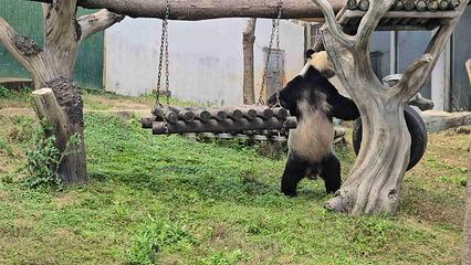 岳阳中华大熊猫苑第 19 张图片