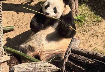大连森林动物园第 85 张图片