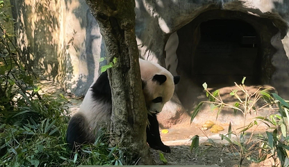 熊猫谷第 151 张图片