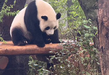 成都大熊猫繁育研究基地第 258 张图片