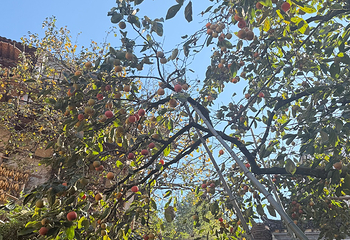 婺源篁岭景区第 407 张图片