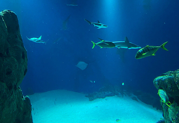 丹麦国立水族馆第 35 张图片