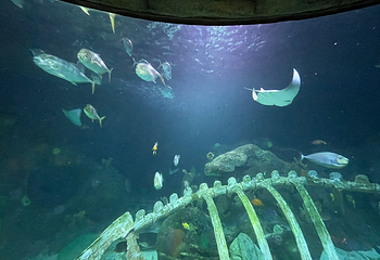 Sea Life Kansas City Aquarium第 12 张图片