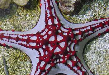 伯恩茅斯水族馆第 8 张图片