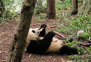成都大熊猫繁育研究基地第 579 张图片