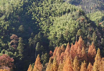 天目山自然保护区第 58 张图片